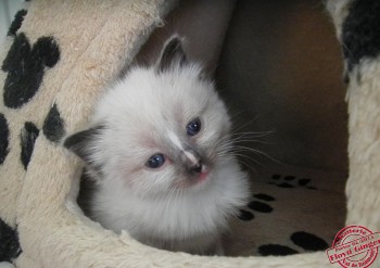 chaton femelle seal point-mitted - 4 semaines - Chatterie Ragdolls du Val de Beauvoir